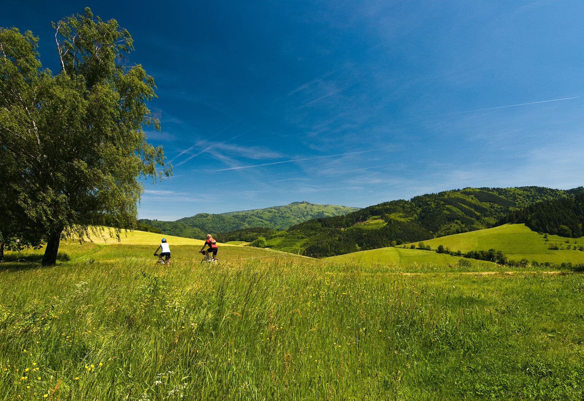 Radfahrer durch Sommerwiesen im Schwarzwald