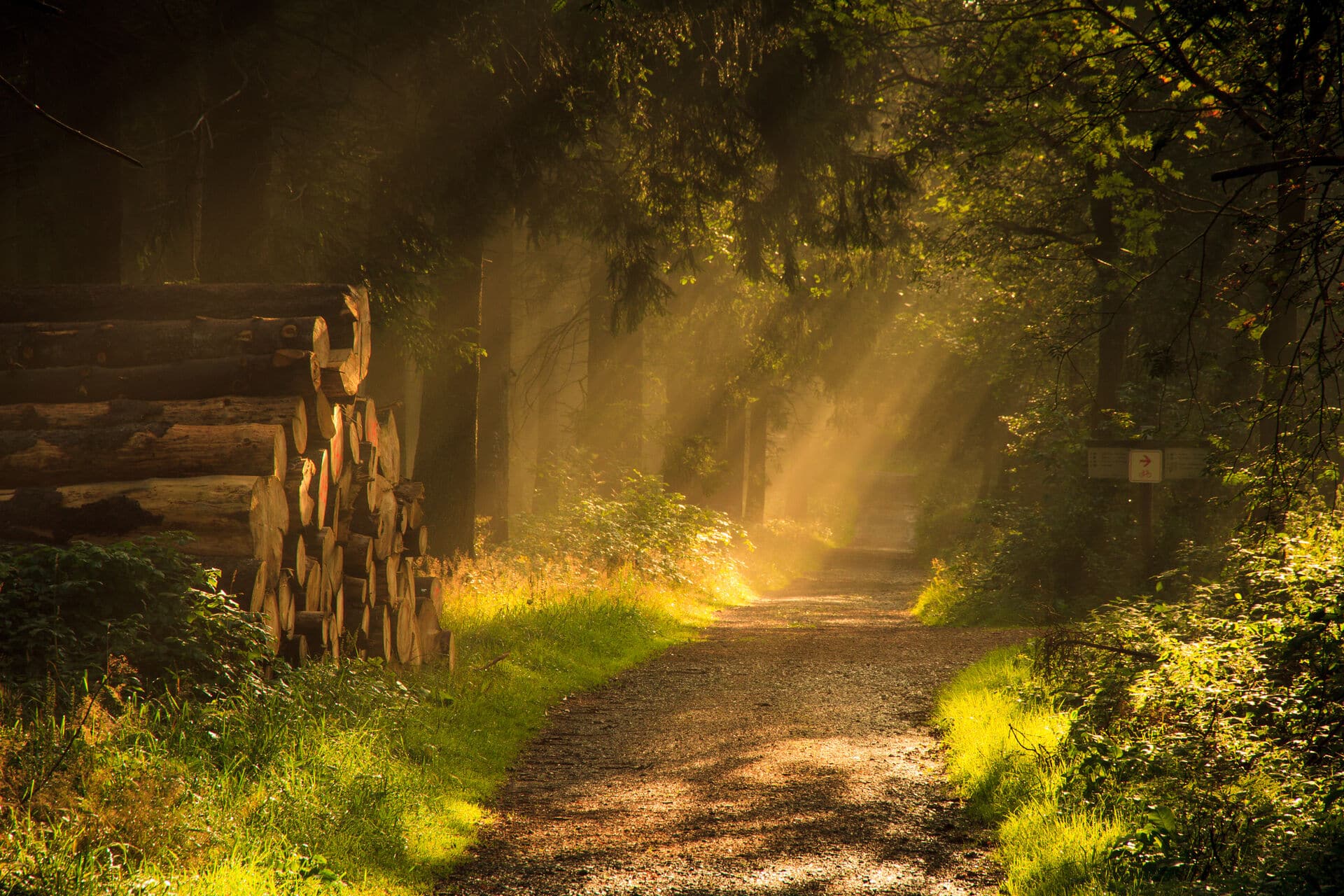 Sonniger Waldweg im Sauerland