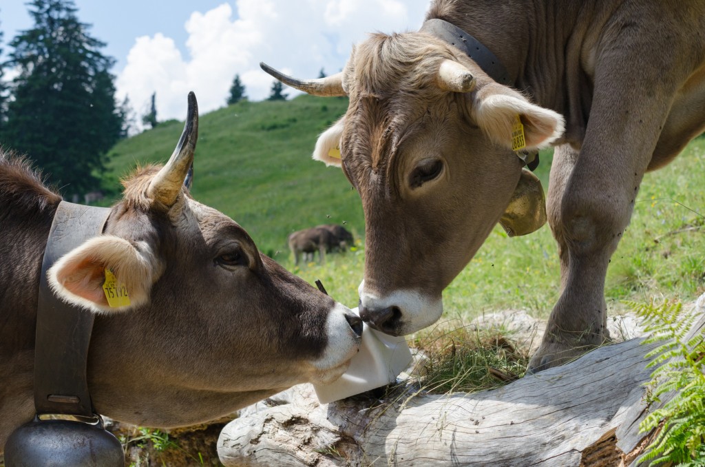 Allgäuer Kühe auf der Weide mit Salzleckstein