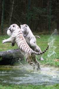 Weiße Tiger spielen Ball © Serengeti-Park Hodenhagen